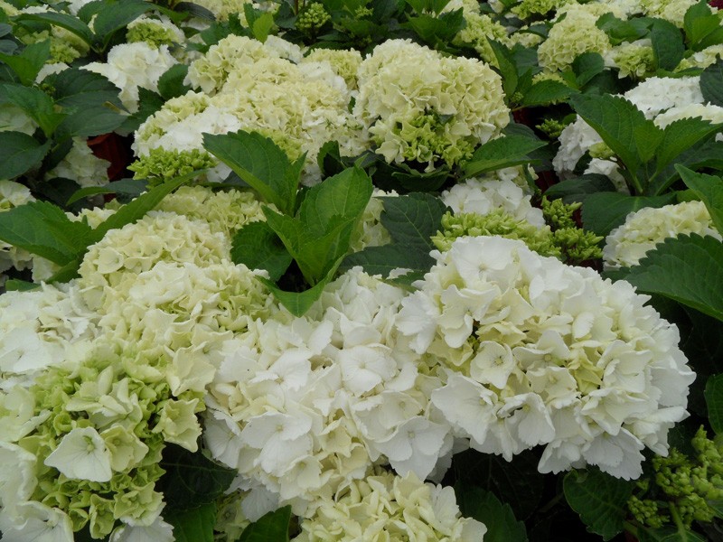 bigleaf hydrangea, French hydrangea, lacecap hydrangea, mophead hydrangea, penny mac 